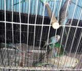 ৬টা বাজরিগাà¦