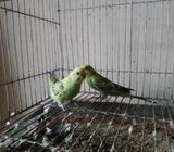 বাজেরিগার বেবà¦
