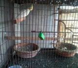 Cockatiel