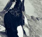 রানিং সিরাজà¦