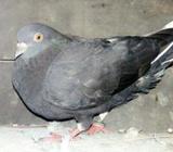 কবুতà¦