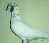 কবুতà¦