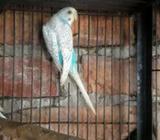 budgerigar adult female