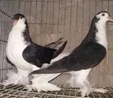 কালো লাহোর বিক্রি করা হবà§