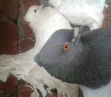 লখা কবুতà¦
