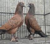 komola chila 5,6 porer