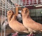 হলুদ বোমবাই জোড়à¦