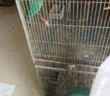 Blue Conure