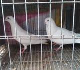 kobuter