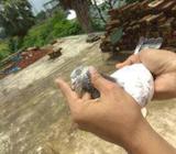 Pigeon 10 picecs