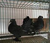 black lokka