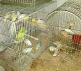 বাজিগার এন্ড কোকাটেলের বাচ্চà¦