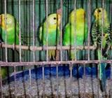 বাজুরিকা পাখি বিক্রà§