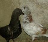 নিউ এডালাà¦