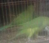 indian ringneck