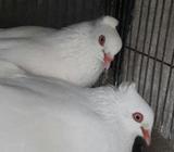 full adult chuina cuital