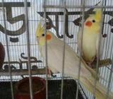কোকাটেà¦