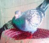 মাক্সি রেসাà¦