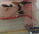 6pic bangole finch sell hobe