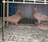র‍য়েল টাম্বলার এডাল্ট নর ২ টà¦