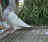 কবুতà¦