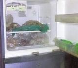 Samsung 11.5 Sft freez