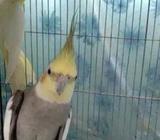 cockatiel