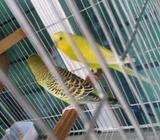 1 jora Running Budgerigar