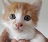 Mixed Breed kitten