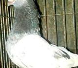 ফুল কসা নর রেড গিয়াà¦