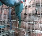 Blue ringneck