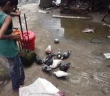 দেশি কবুতà¦