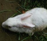 ek jura rabbit