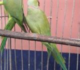 Ringneck Urgent sale