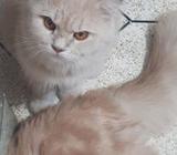Persian