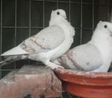 এক জোড়া শাটিà¦