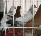 ২ জুরা একসাথে লালা চুলি আার গিরিবাজ