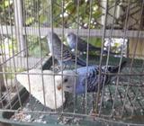 Budgie Baby 3 piece