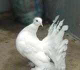 ইন্ডিয়ান ফান্টেà¦