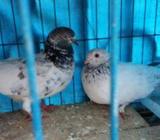 Pigeon