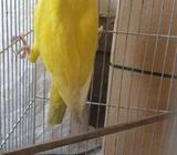 Lutino Ringneck Female