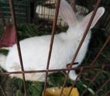 Rabbit