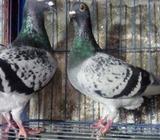 রেসার কবুতর একজোড়া বিক্রয় করà¦