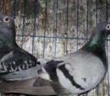 রেসার কবুতর একজোড়া বিক্রয় করà¦