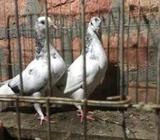 গিরিবাà¦