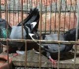 রানিং সবজà¦