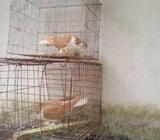 সিরাজ কবুতà¦