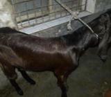 যমুনা পাড়ি বিটল পাঠà¦