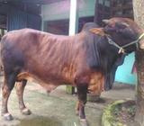 শাহিওয়াà¦