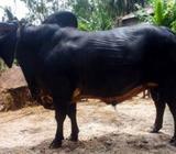 কোবানির ষাঁà¦